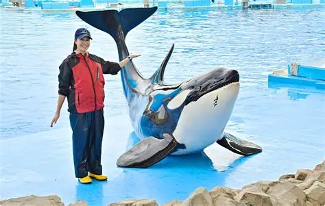 Orca en el depósito principal del acuario de Nagoya con entrenador