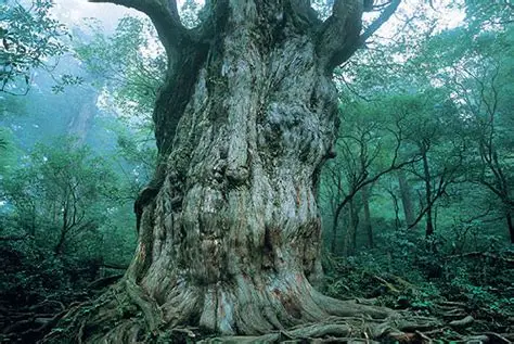 Sendero hacia el Jomon Sugi cubierto de musgo en Yakushima