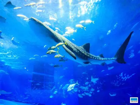 Tiburón ballena gigante nadando en el depósito principal del acuario Churaumi de Okinawa