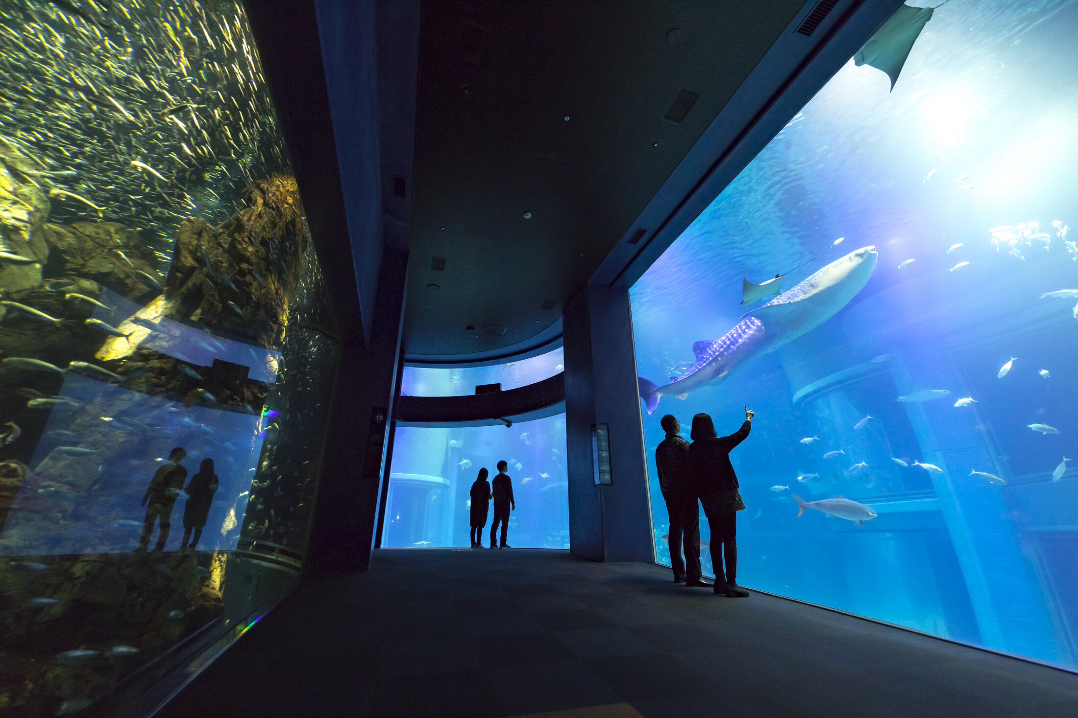 Interior del Kaiyukan de Osaka con el depósito central del Pacífico y visitantes