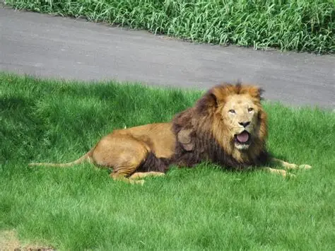 Leones africanos en el safari del Zoo de Tama