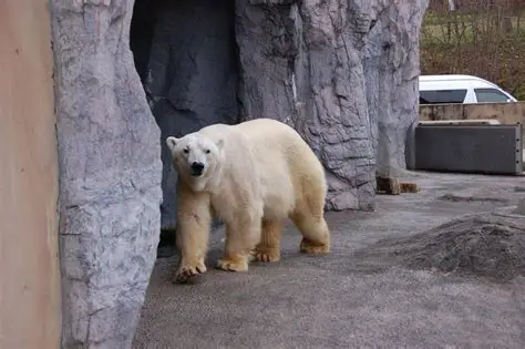 Oso polar nadando en el acuario de Asahiyama visto desde abajo a través del cristal